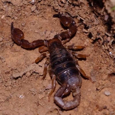 Urodacus manicatus (Black Rock Scorpion) at Dunlop, ACT - 30 Aug 2019 by Kurt