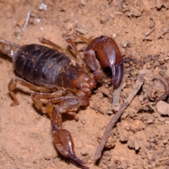 Urodacus manicatus at Dunlop, ACT - 30 Aug 2019 10:44 AM