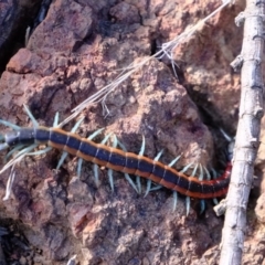 Scolopendra laeta (Giant Centipede) at Woodstock Nature Reserve - 30 Aug 2019 by Kurt