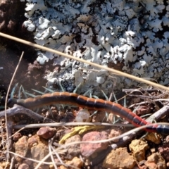 Scolopendra laeta at Dunlop, ACT - 30 Aug 2019
