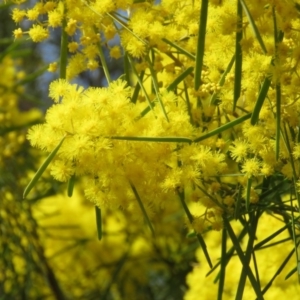 Acacia boormanii at O'Malley, ACT - 30 Aug 2019 09:34 AM