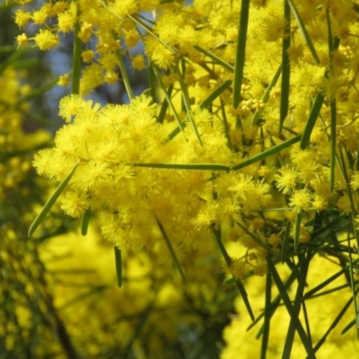 Acacia boormanii (Snowy River Wattle) at Mount Mugga Mugga - 29 Aug 2019 by KumikoCallaway