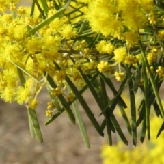 Acacia boormanii at O'Malley, ACT - 30 Aug 2019