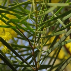 Acacia boormanii at O'Malley, ACT - 30 Aug 2019 09:34 AM