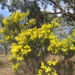 Acacia boormanii at O'Malley, ACT - 30 Aug 2019