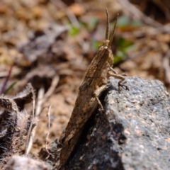 Coryphistes ruricola (Bark-mimicking Grasshopper) at Dunlop, ACT - 30 Aug 2019 by Kurt