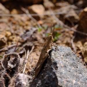 Coryphistes ruricola at Dunlop, ACT - 30 Aug 2019 11:07 AM