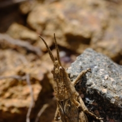 Coryphistes ruricola at Dunlop, ACT - 30 Aug 2019