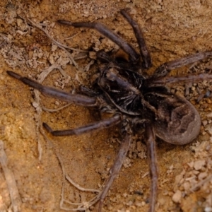 Tasmanicosa sp. (genus) at Dunlop, ACT - 30 Aug 2019 11:42 AM