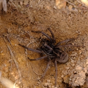 Tasmanicosa sp. (genus) at Dunlop, ACT - 30 Aug 2019