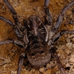 Tasmanicosa sp. (genus) at Dunlop, ACT - 30 Aug 2019