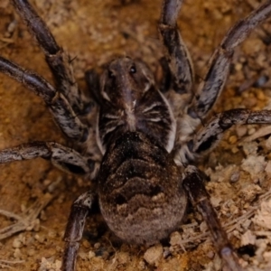 Tasmanicosa sp. (genus) at Dunlop, ACT - 30 Aug 2019