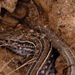 Ctenotus robustus at Dunlop, ACT - 30 Aug 2019