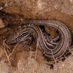 Ctenotus robustus at Dunlop, ACT - 30 Aug 2019