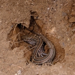 Ctenotus robustus at Dunlop, ACT - 30 Aug 2019