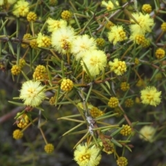 Acacia ulicifolia (Prickly Moses) at Mount Mugga Mugga - 29 Aug 2019 by KumikoCallaway