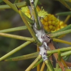 Acacia ulicifolia at O'Malley, ACT - 30 Aug 2019