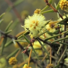 Acacia ulicifolia at O'Malley, ACT - 30 Aug 2019 09:52 AM