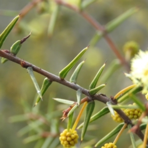 Acacia ulicifolia at O'Malley, ACT - 30 Aug 2019