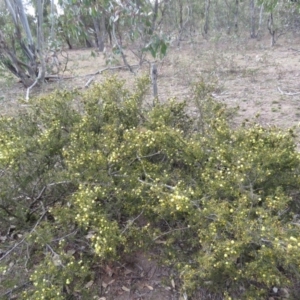 Acacia ulicifolia at O'Malley, ACT - 30 Aug 2019 09:52 AM