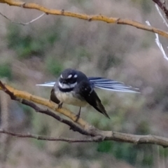 Rhipidura albiscapa (Grey Fantail) at Woodstock Nature Reserve - 30 Aug 2019 by Kurt