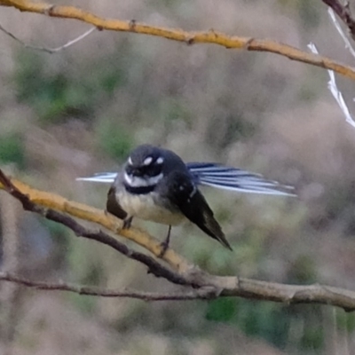 Rhipidura albiscapa (Grey Fantail) at Dunlop, ACT - 30 Aug 2019 by Kurt