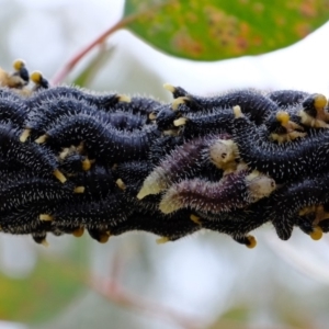 Perga sp. (genus) at Dunlop, ACT - 30 Aug 2019 12:47 PM