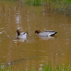 Chenonetta jubata (Australian Wood Duck) at Woodstock Nature Reserve - 30 Aug 2019 by Kurt