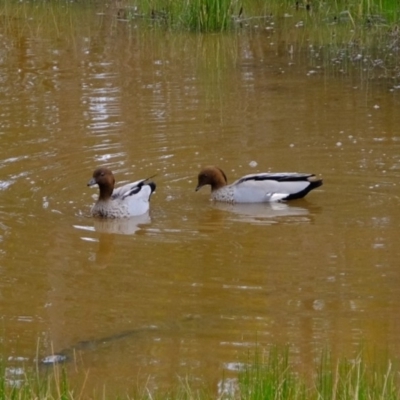 Chenonetta jubata (Australian Wood Duck) at Dunlop, ACT - 30 Aug 2019 by Kurt