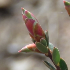 Brachyloma daphnoides (Daphne Heath) at O'Malley, ACT - 29 Aug 2019 by KumikoCallaway