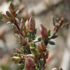 Brachyloma daphnoides at O'Malley, ACT - 30 Aug 2019