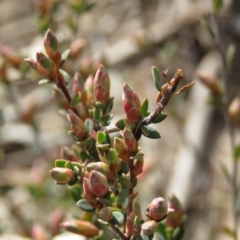 Brachyloma daphnoides at O'Malley, ACT - 30 Aug 2019 09:53 AM