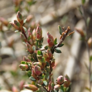 Brachyloma daphnoides at O'Malley, ACT - 30 Aug 2019