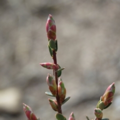 Brachyloma daphnoides at O'Malley, ACT - 30 Aug 2019