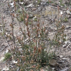 Brachyloma daphnoides at O'Malley, ACT - 30 Aug 2019