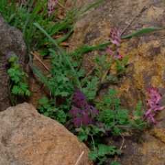 Fumaria sp. (Fumitory) at Woodstock Nature Reserve - 30 Aug 2019 by Kurt