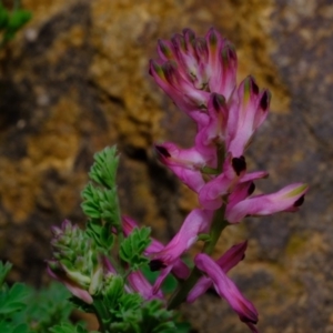 Fumaria sp. at Dunlop, ACT - 30 Aug 2019 11:18 AM