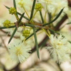 Acacia genistifolia (Early Wattle) at Mount Mugga Mugga - 30 Aug 2019 by KumikoCallaway