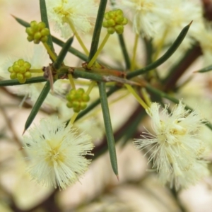 Acacia genistifolia at O'Malley, ACT - 30 Aug 2019 10:55 AM