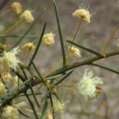 Acacia genistifolia at O'Malley, ACT - 30 Aug 2019