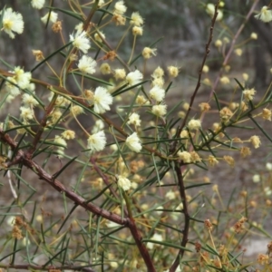 Acacia genistifolia at O'Malley, ACT - 30 Aug 2019 10:55 AM