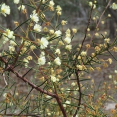 Acacia genistifolia at O'Malley, ACT - 30 Aug 2019