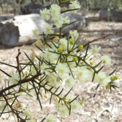 Acacia genistifolia at O'Malley, ACT - 30 Aug 2019 10:55 AM