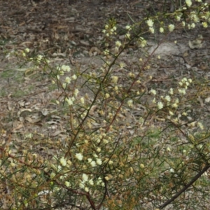 Acacia genistifolia at O'Malley, ACT - 30 Aug 2019 10:55 AM