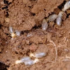 Coptotermes sp. (genus) (Termite) at Woodstock Nature Reserve - 30 Aug 2019 by Kurt