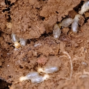 Coptotermes sp. (genus) at Dunlop, ACT - 30 Aug 2019