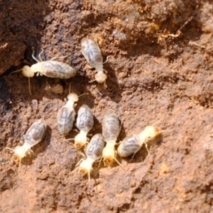 Coptotermes sp. (genus) at Dunlop, ACT - suppressed