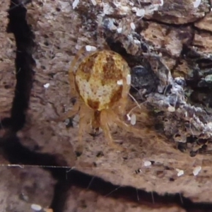 Araneinae (subfamily) at Majura, ACT - 30 Aug 2019