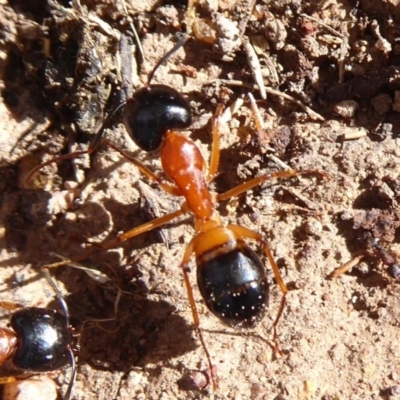 Camponotus consobrinus (Banded sugar ant) at Mount Ainslie - 30 Aug 2019 by Christine