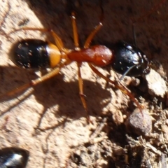 Camponotus consobrinus at Majura, ACT - 30 Aug 2019